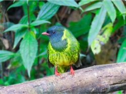 Golden-breasted Puffleg
